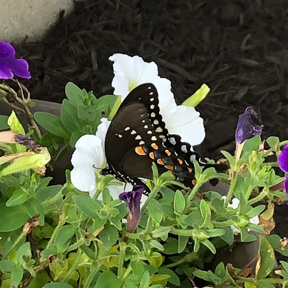 Meet your Posher, Kelly